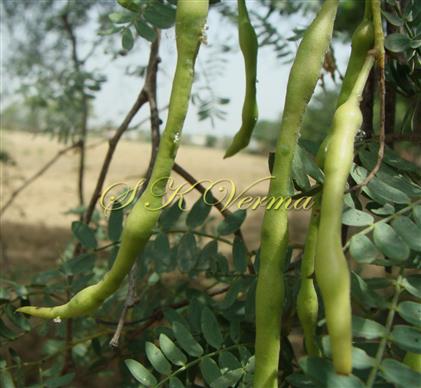  Legumes